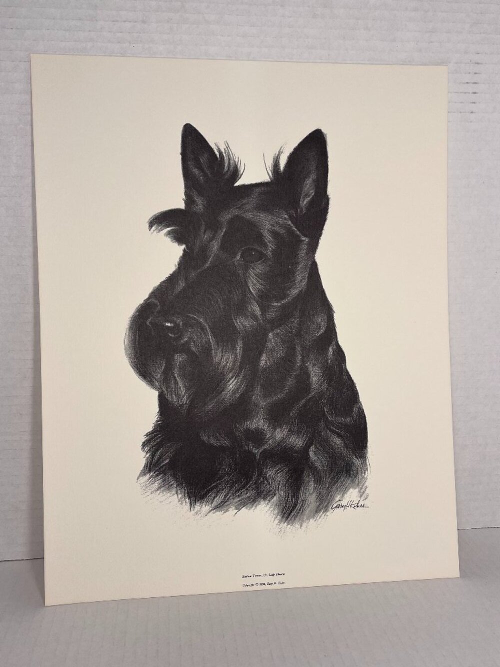 Dog Print of Charcoal Drawing by Gary H Kokes "Scottish Terrier..." 1964